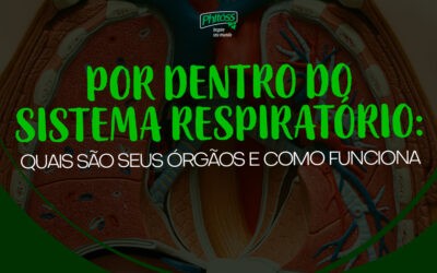 Por dentro do sistema respiratório: quais são seus órgãos e como funciona